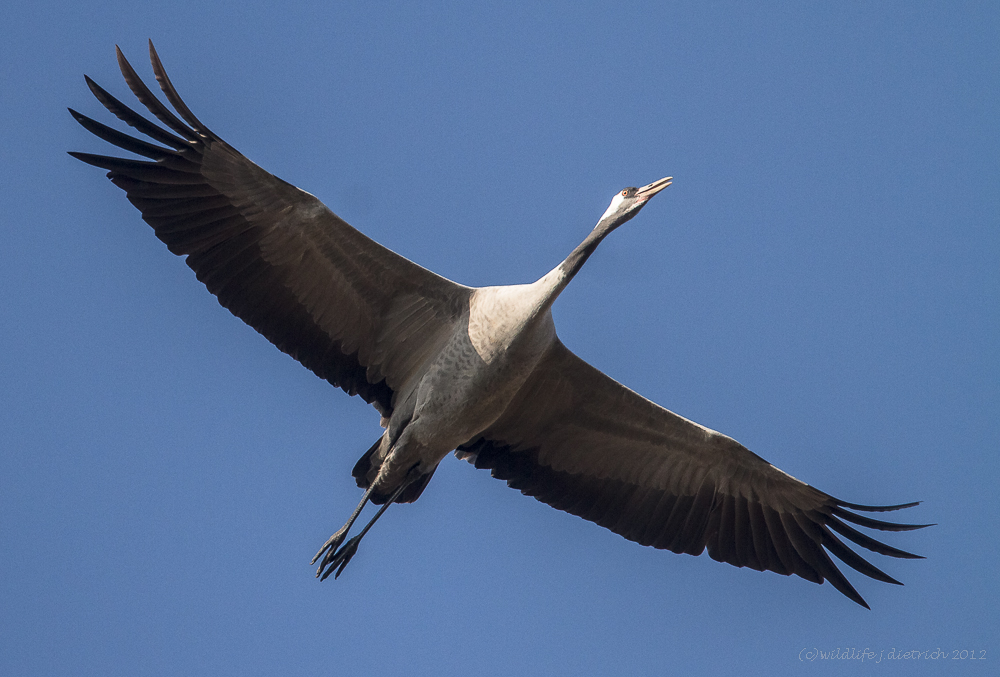 Überflieger