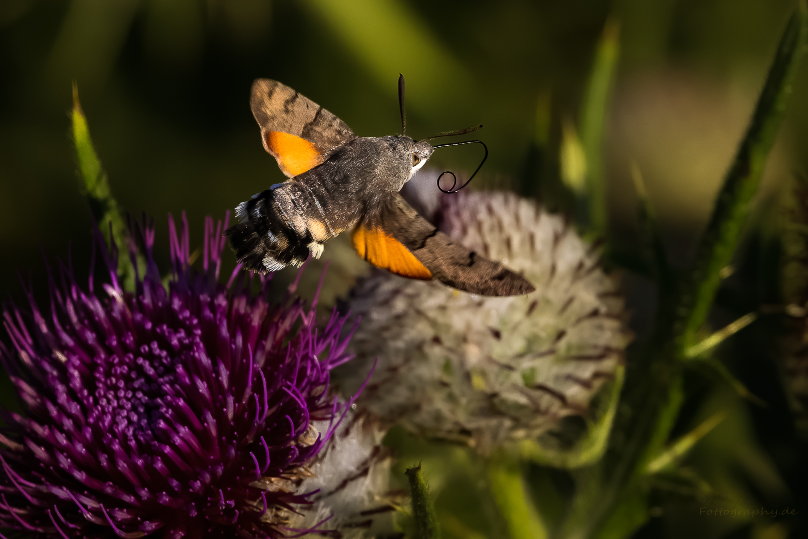 Überflieger @