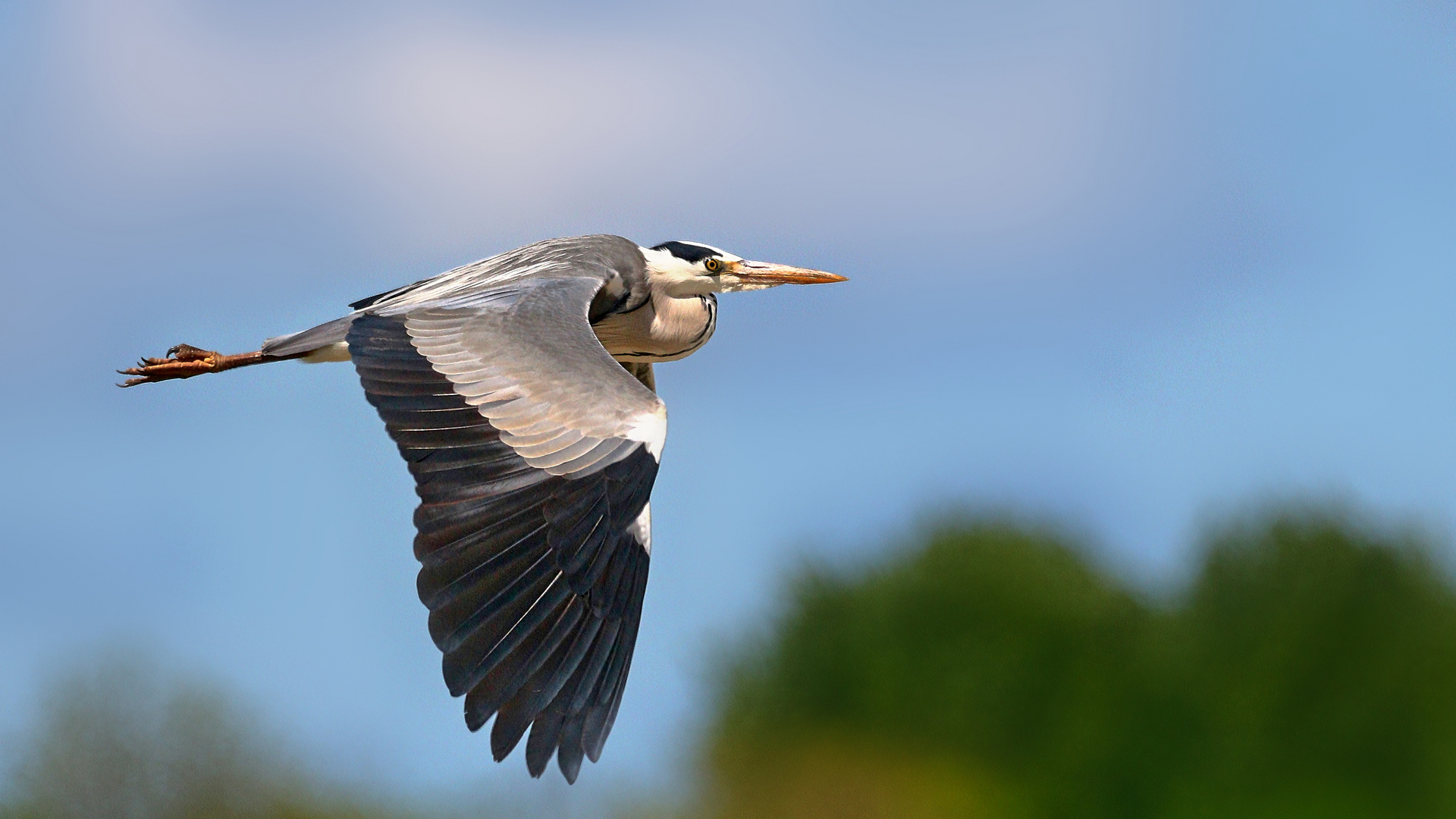 Überflieger