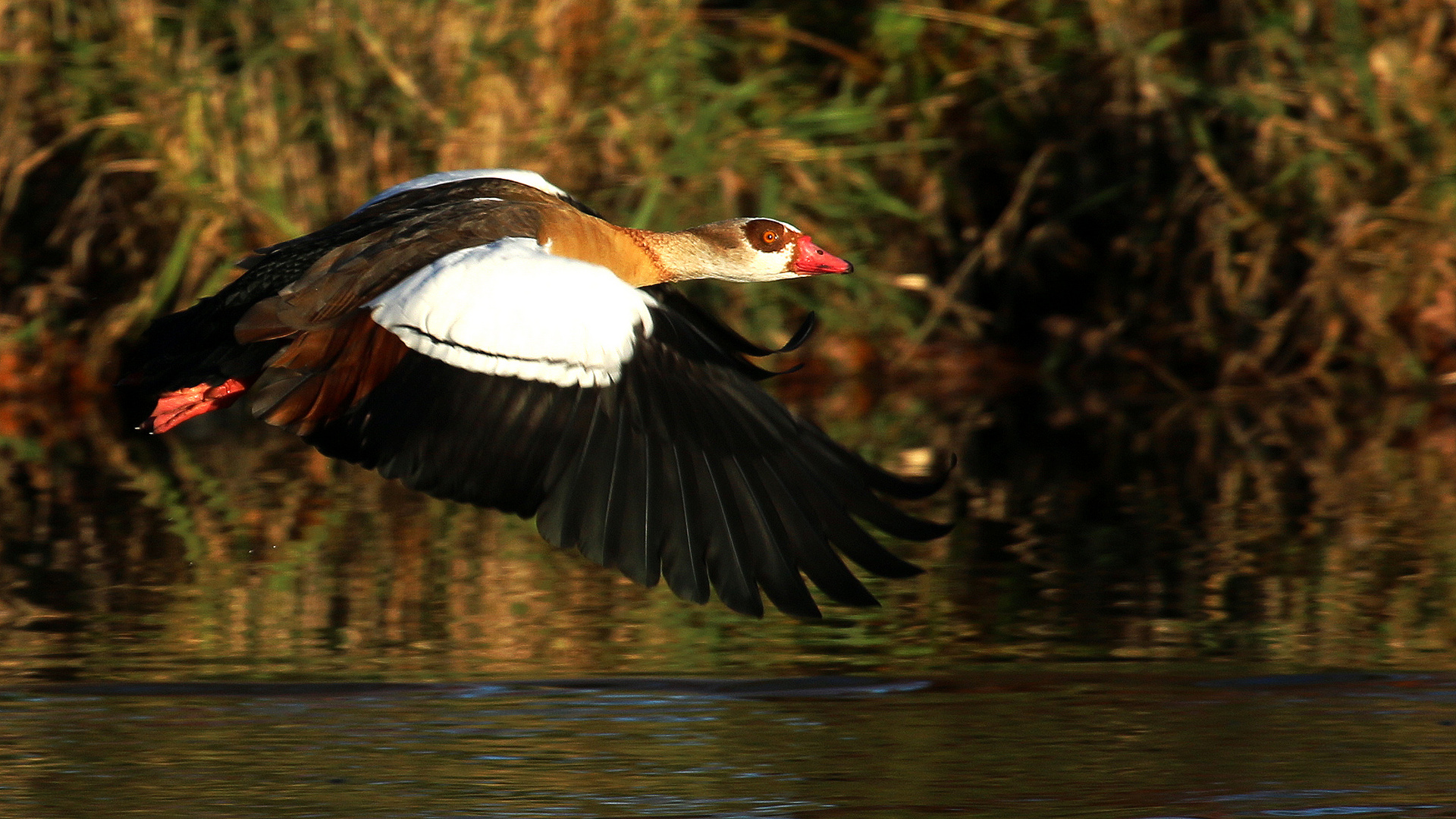 Überflieger