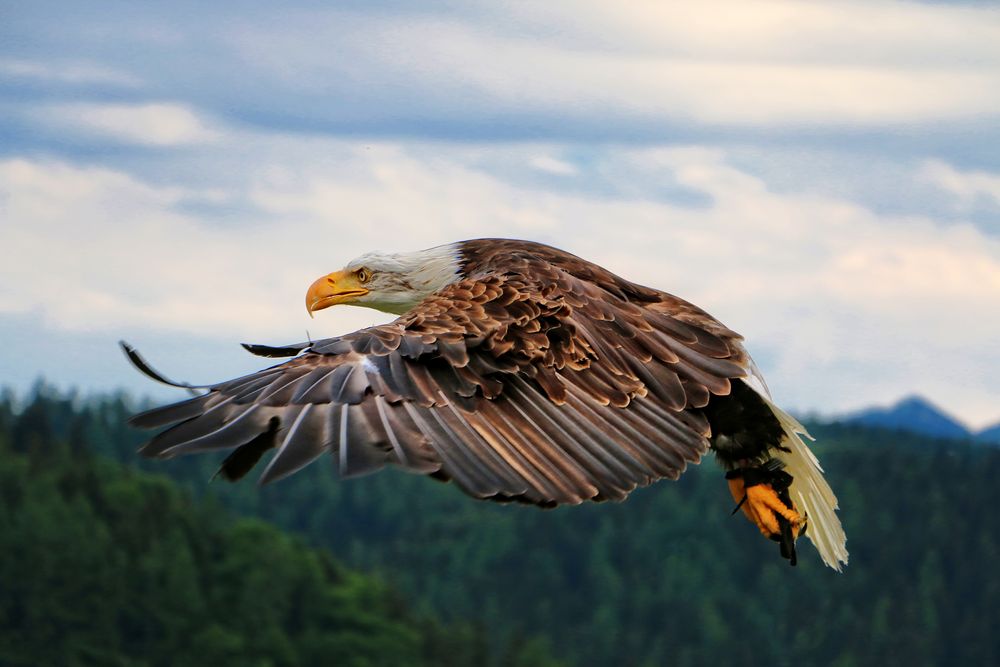 Überflieger