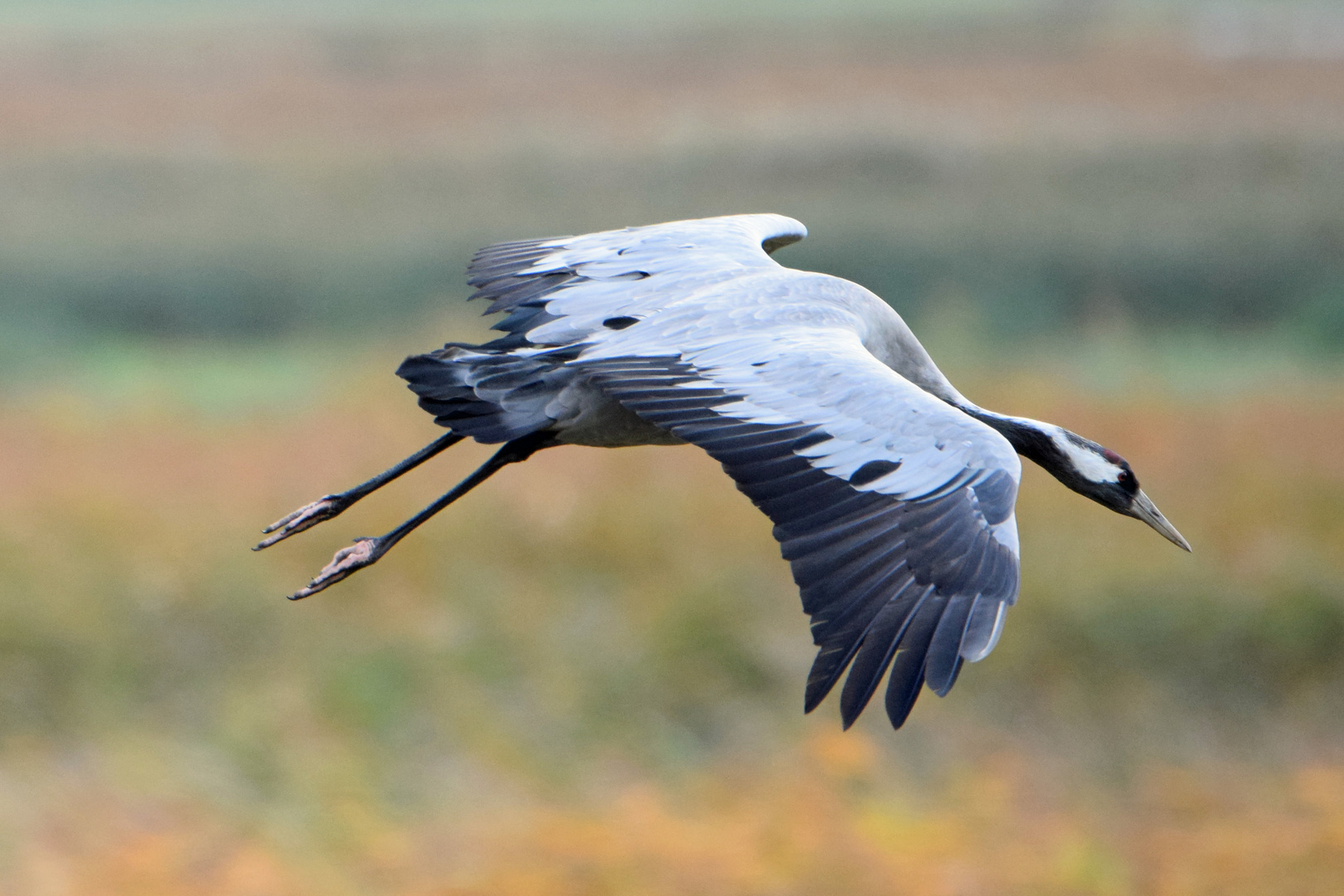 Überflieger