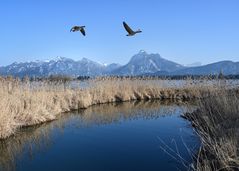 Überflieger