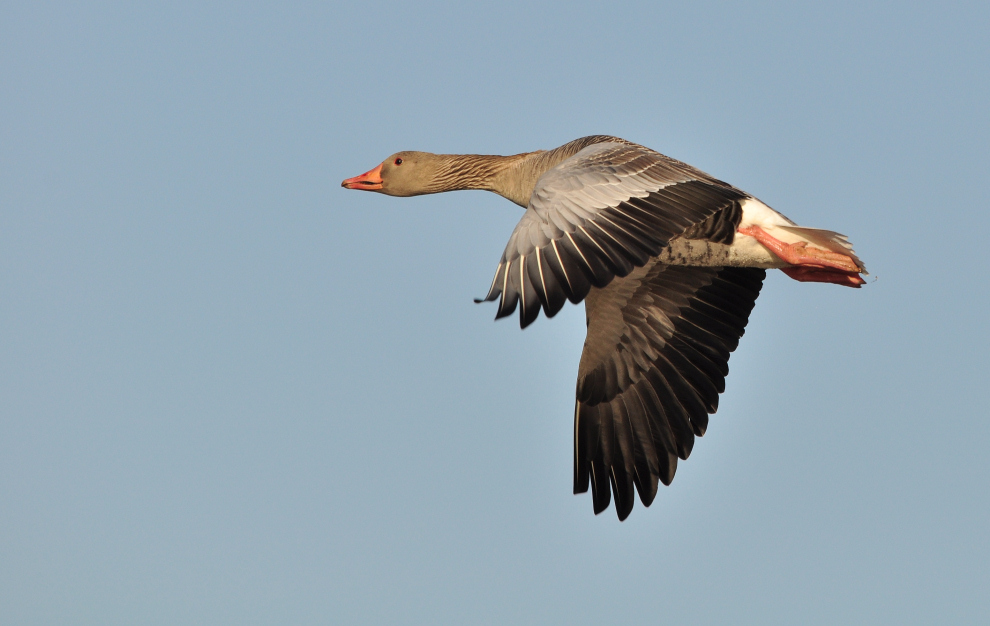 Überflieger