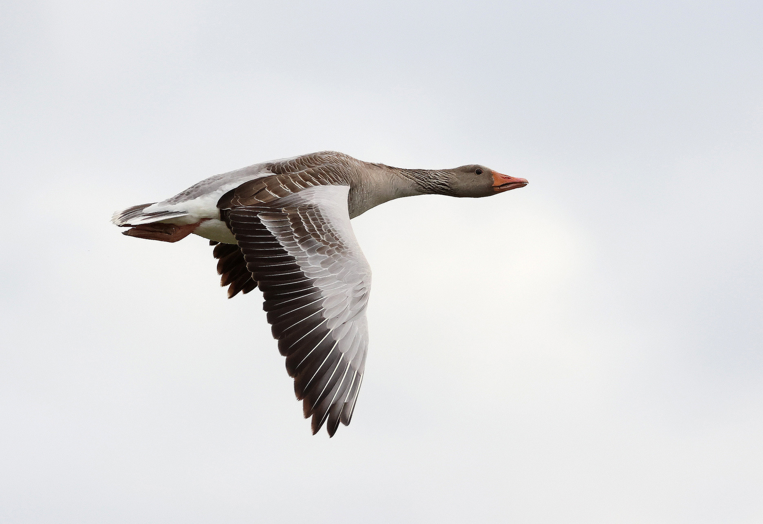 Überflieger