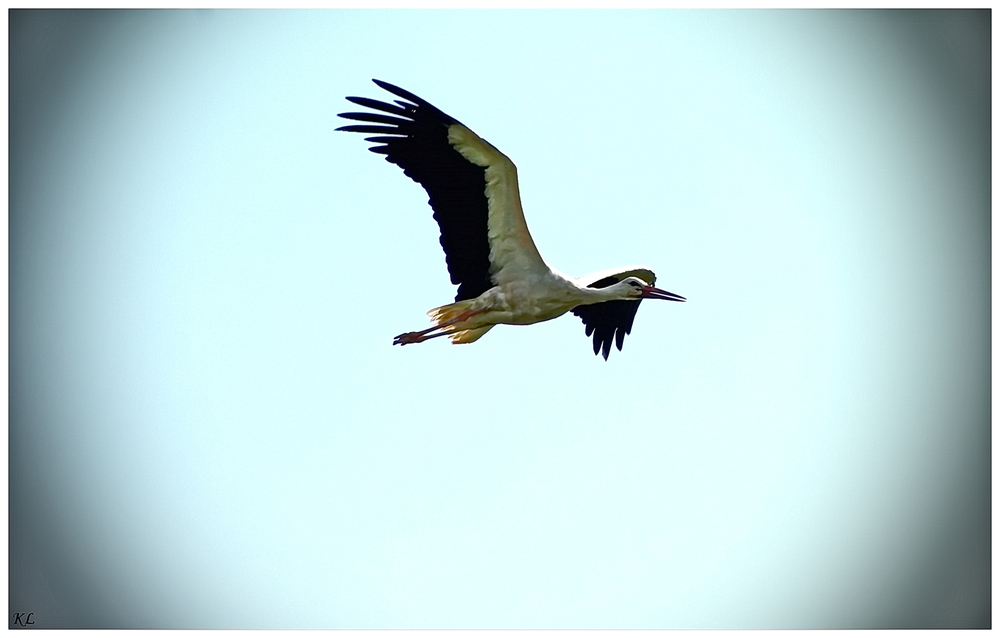 Überflieger