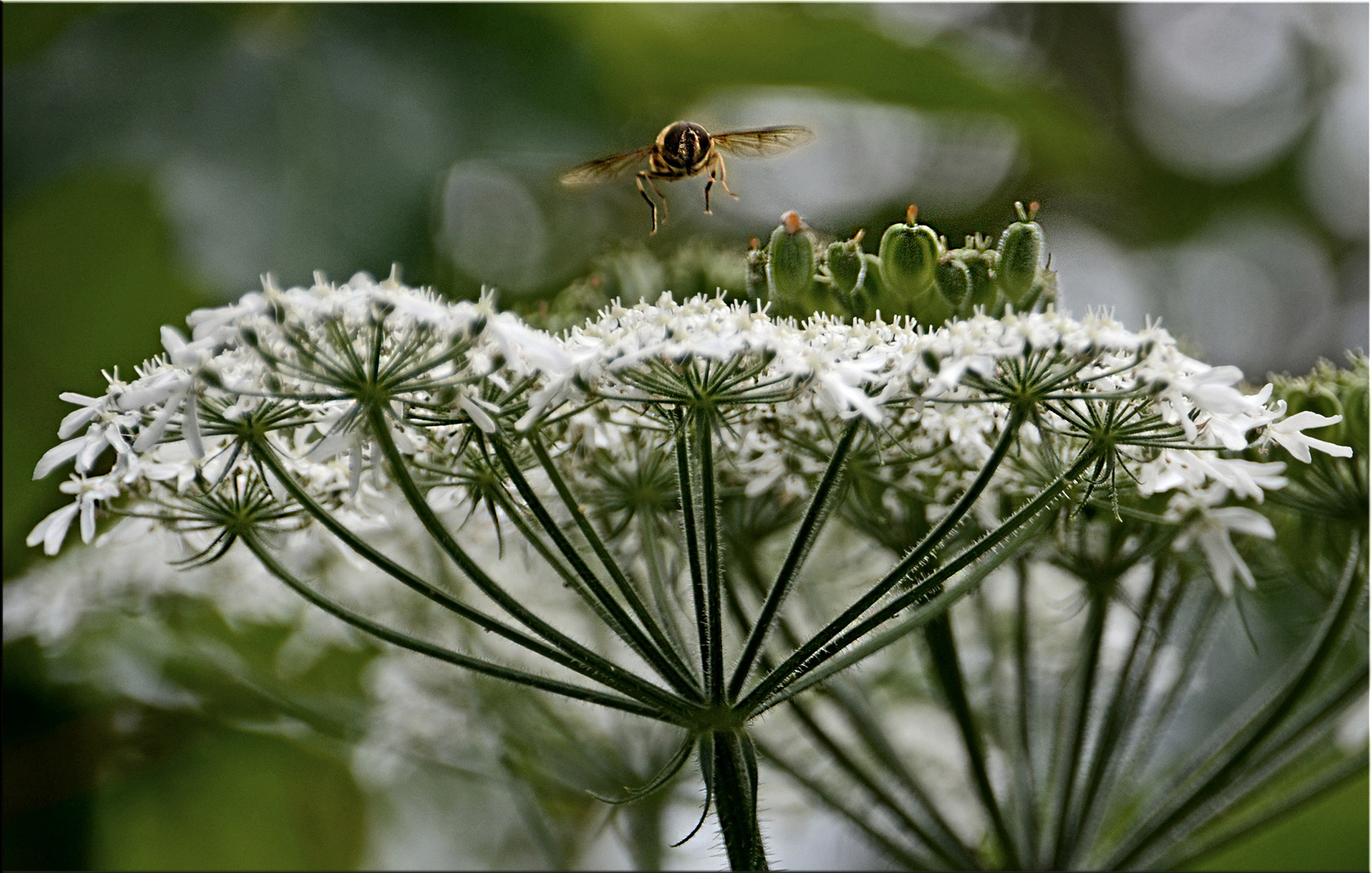 Überflieger