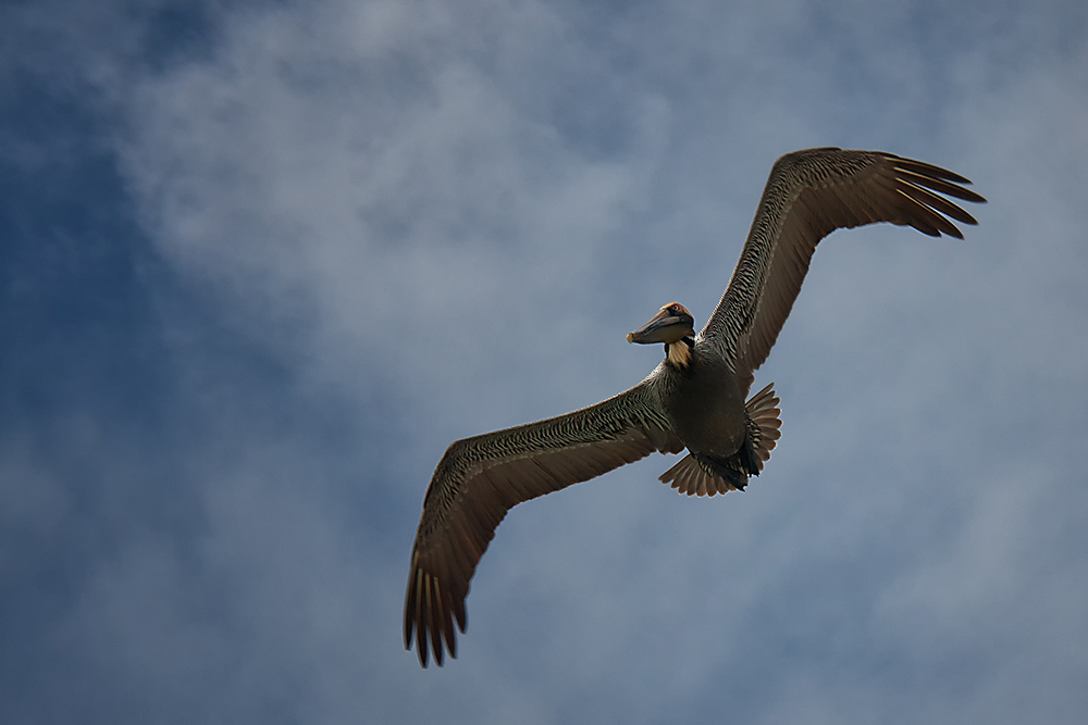 Überflieger