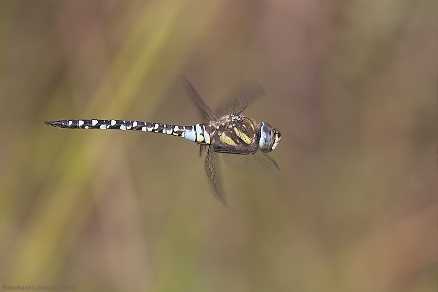 Überflieger