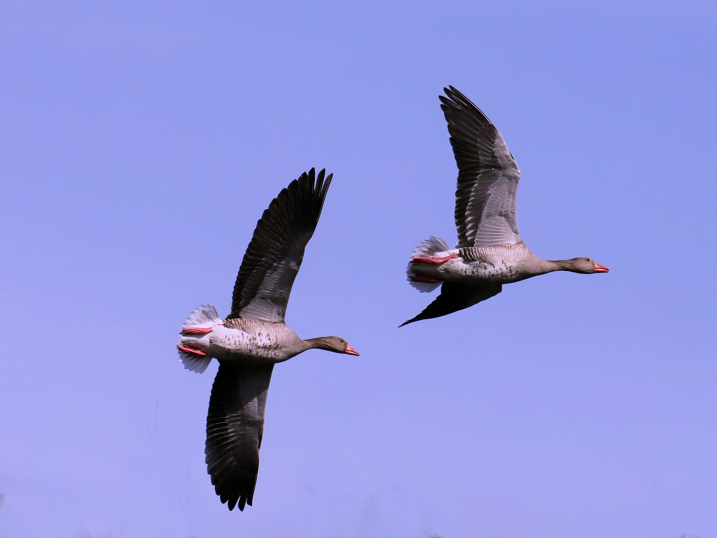 Überflieger