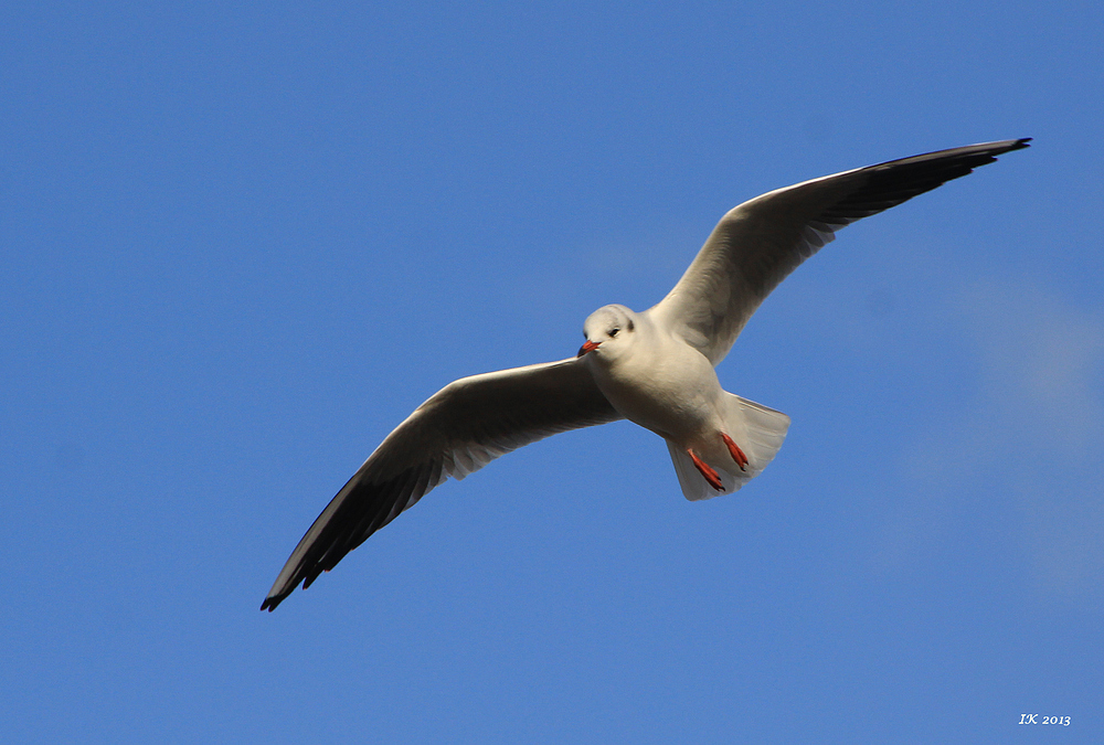 Überflieger