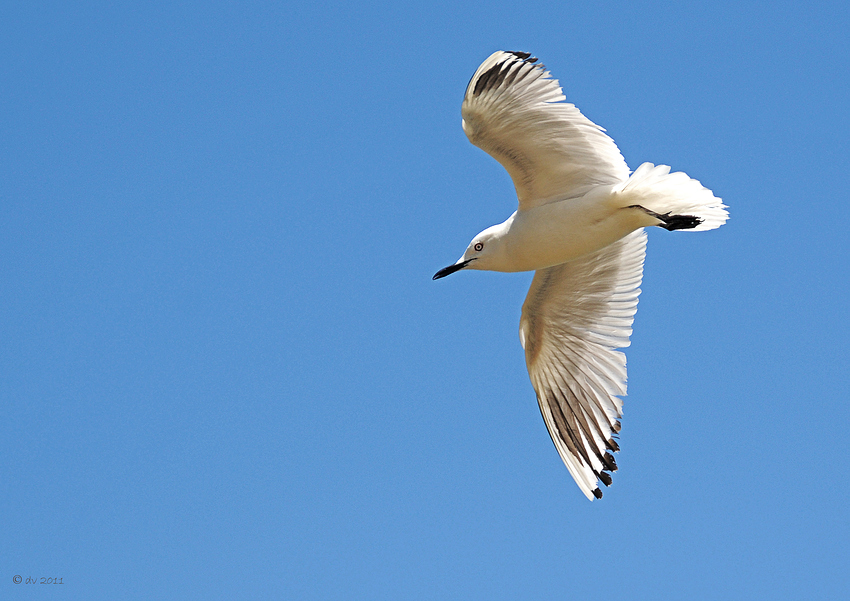 Überflieger