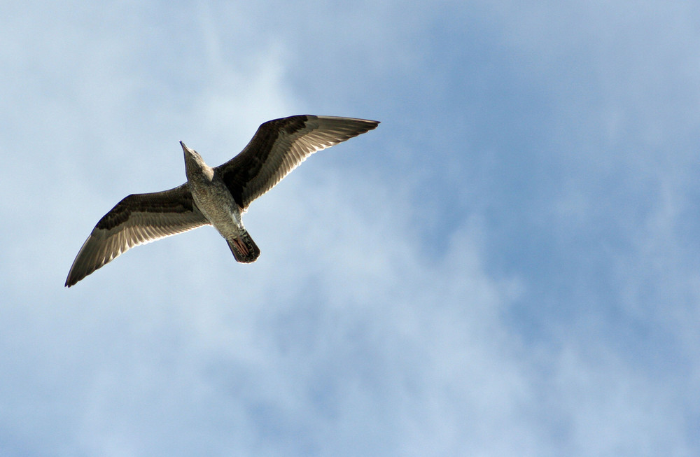 Überflieger