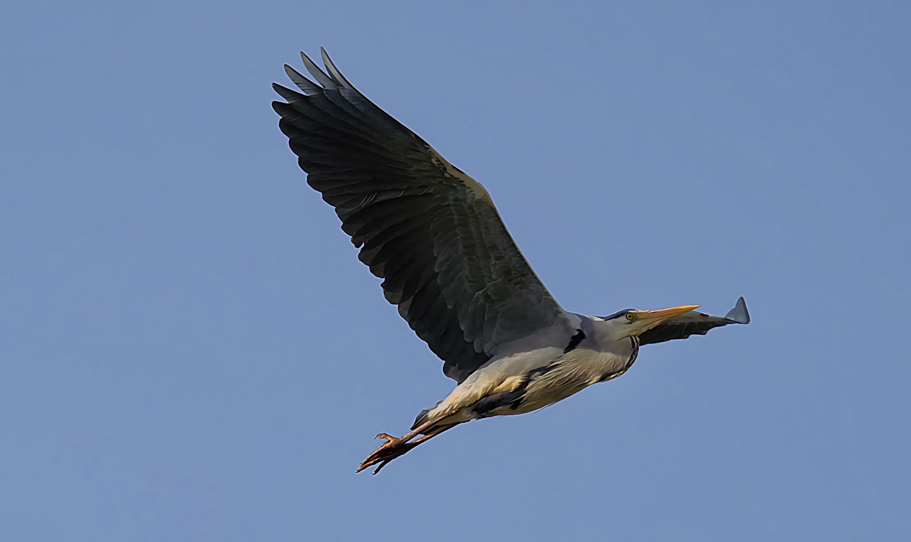 Überflieger