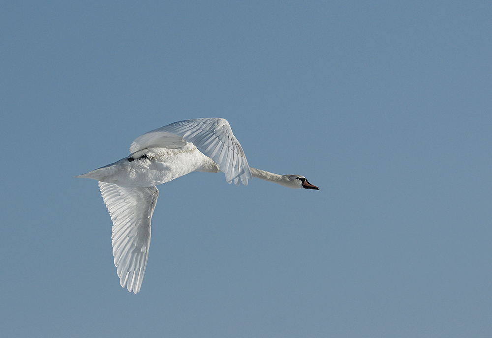 Überflieger