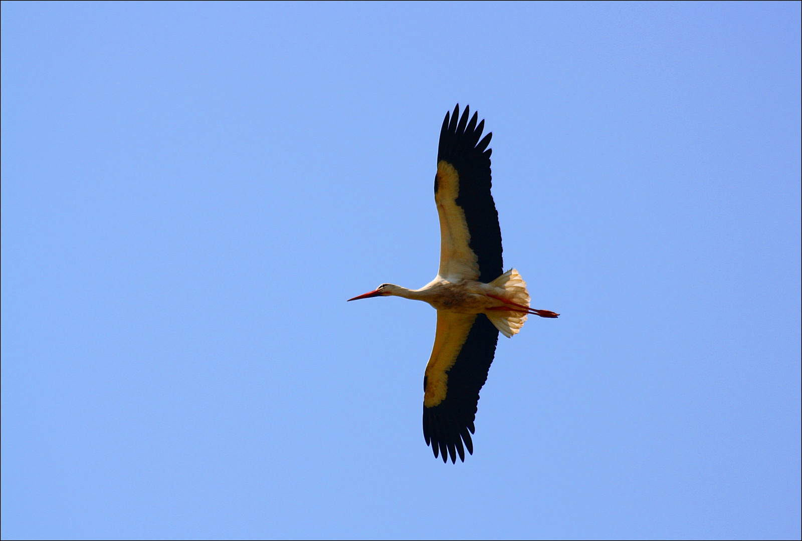 Überflieger