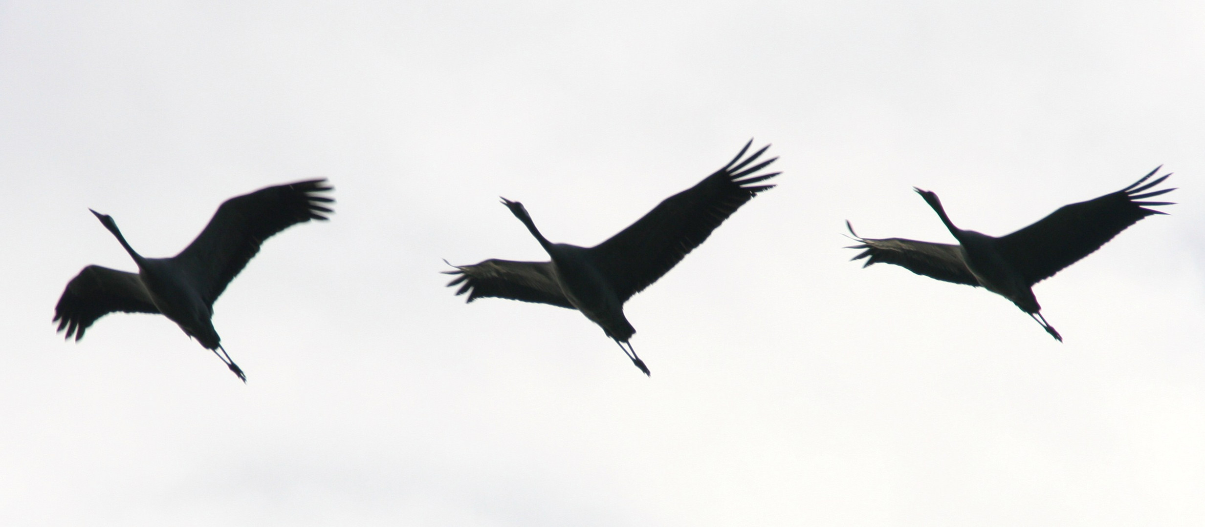 Überflieger