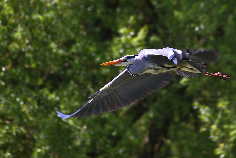 Überflieger