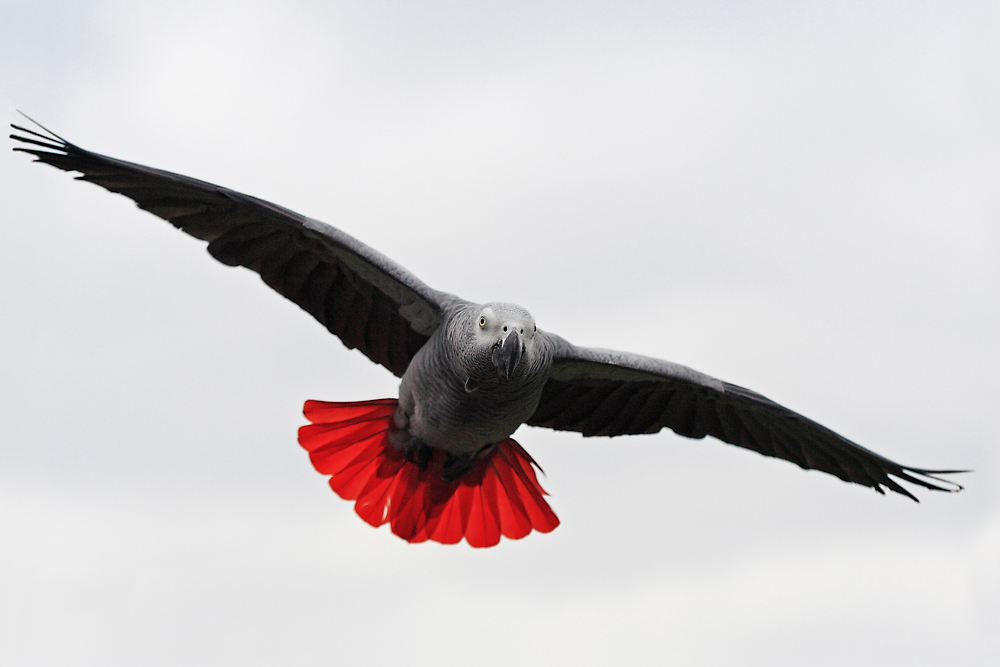 Überflieger