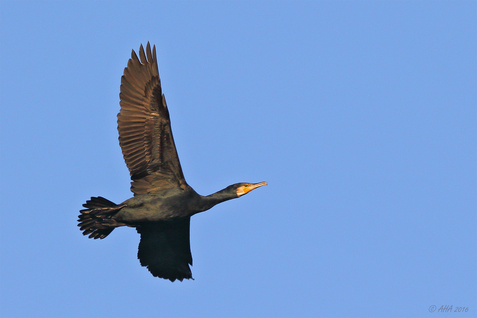 Überflieger