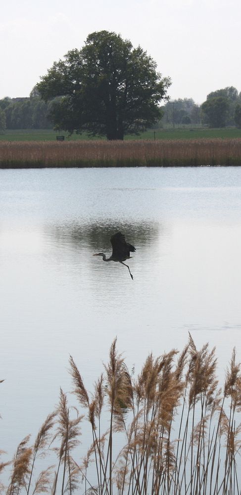 Überflieger am Vogelschutzsee