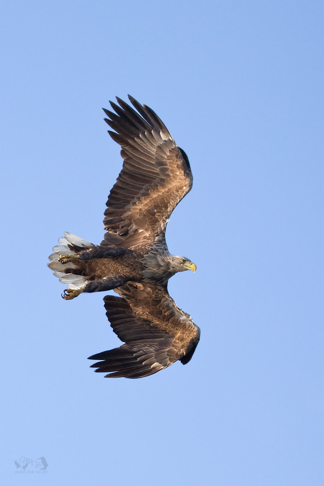 Überflieger