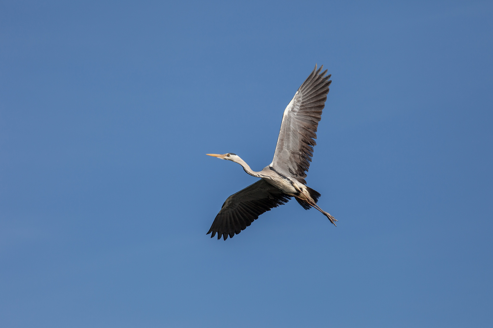 Überflieger