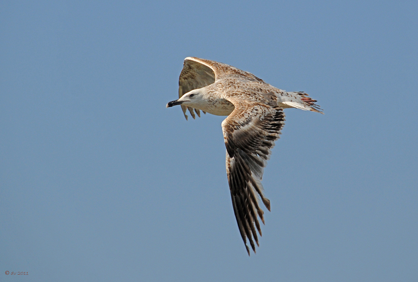 Überflieger