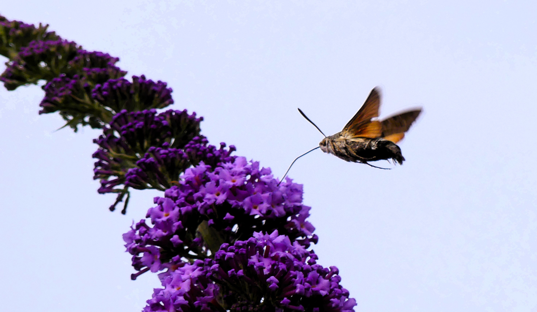 Überflieger