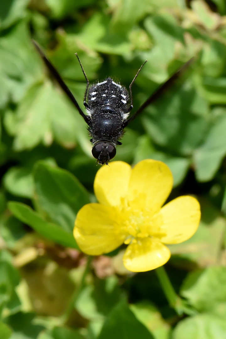 Überflieger