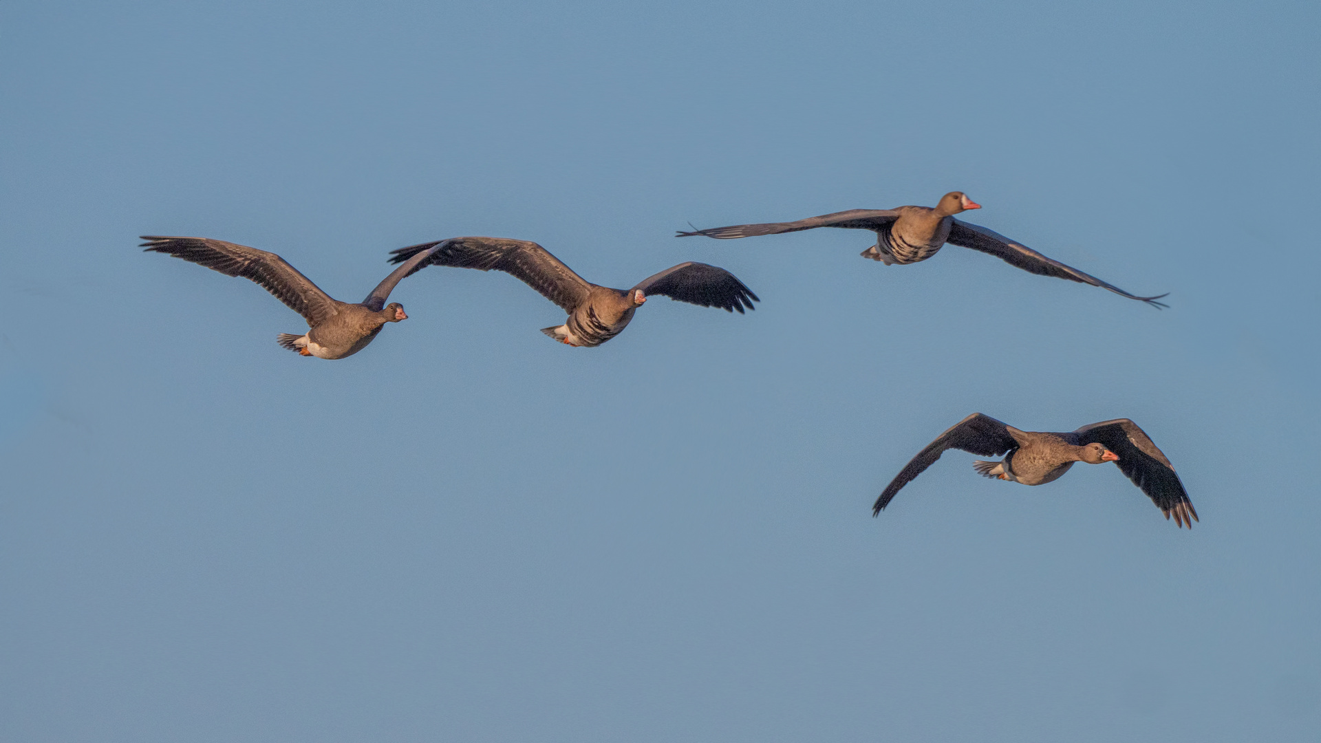 Überflieger : Bläß-  und Graugänse.....