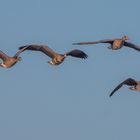 Überflieger : Bläß-  und Graugänse.....