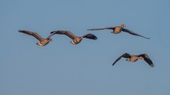 Überflieger : Bläß-  und Graugänse.....