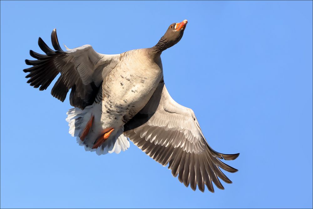 Überflieger