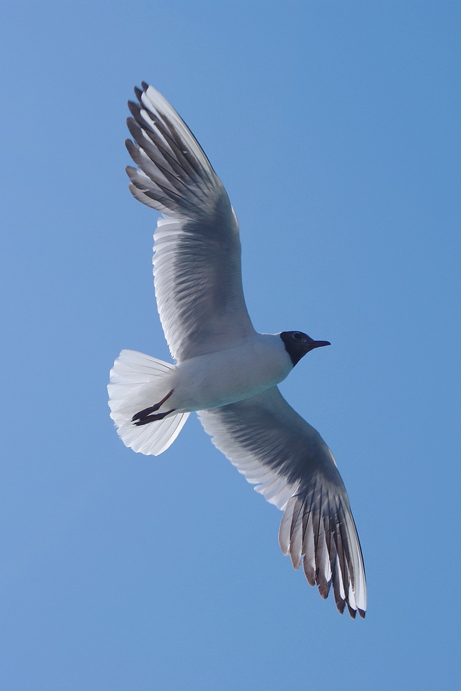 "Überflieger"