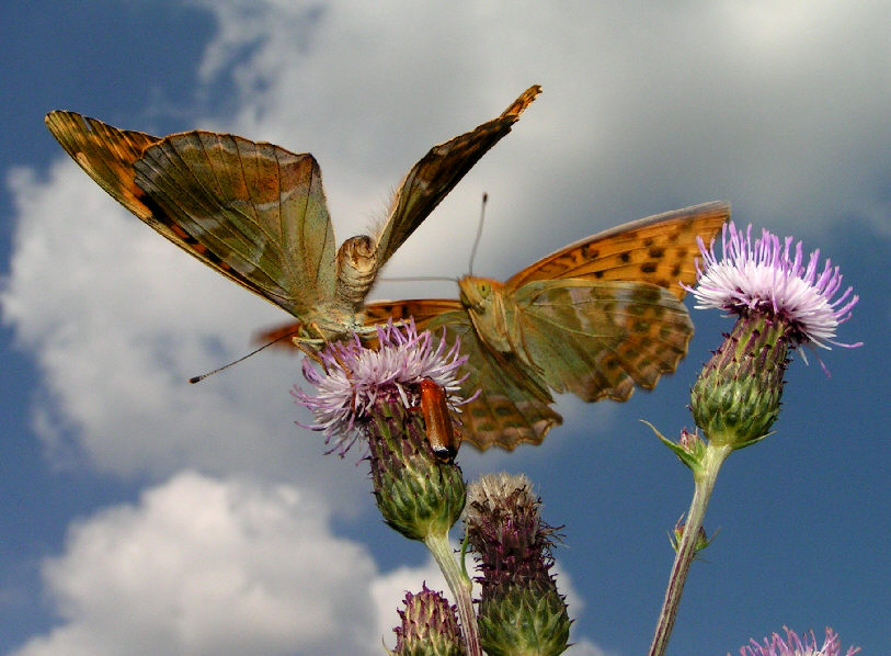 Überflieger