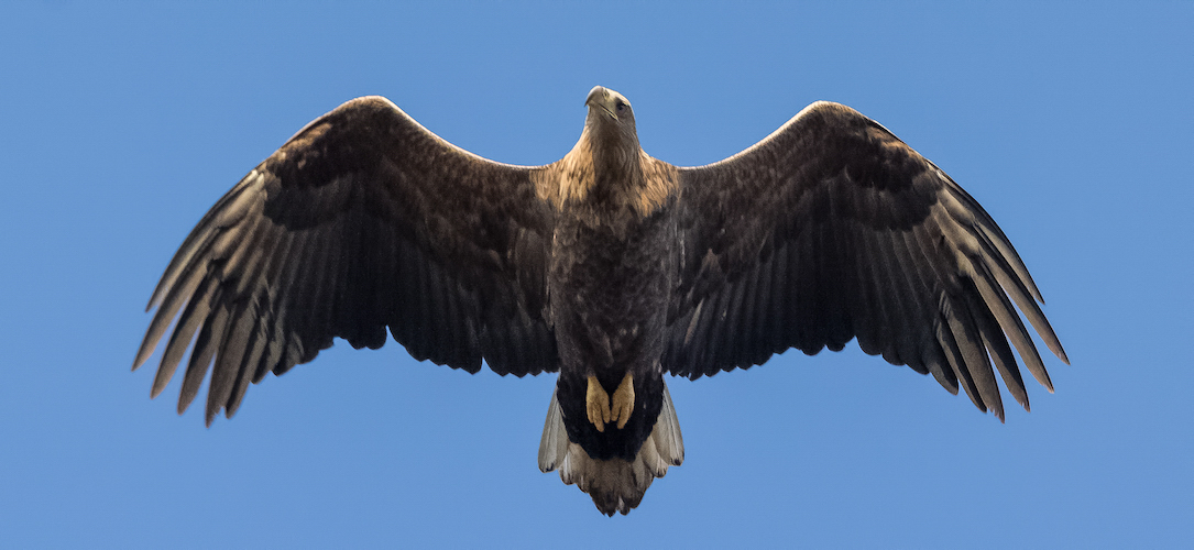 Überflieger