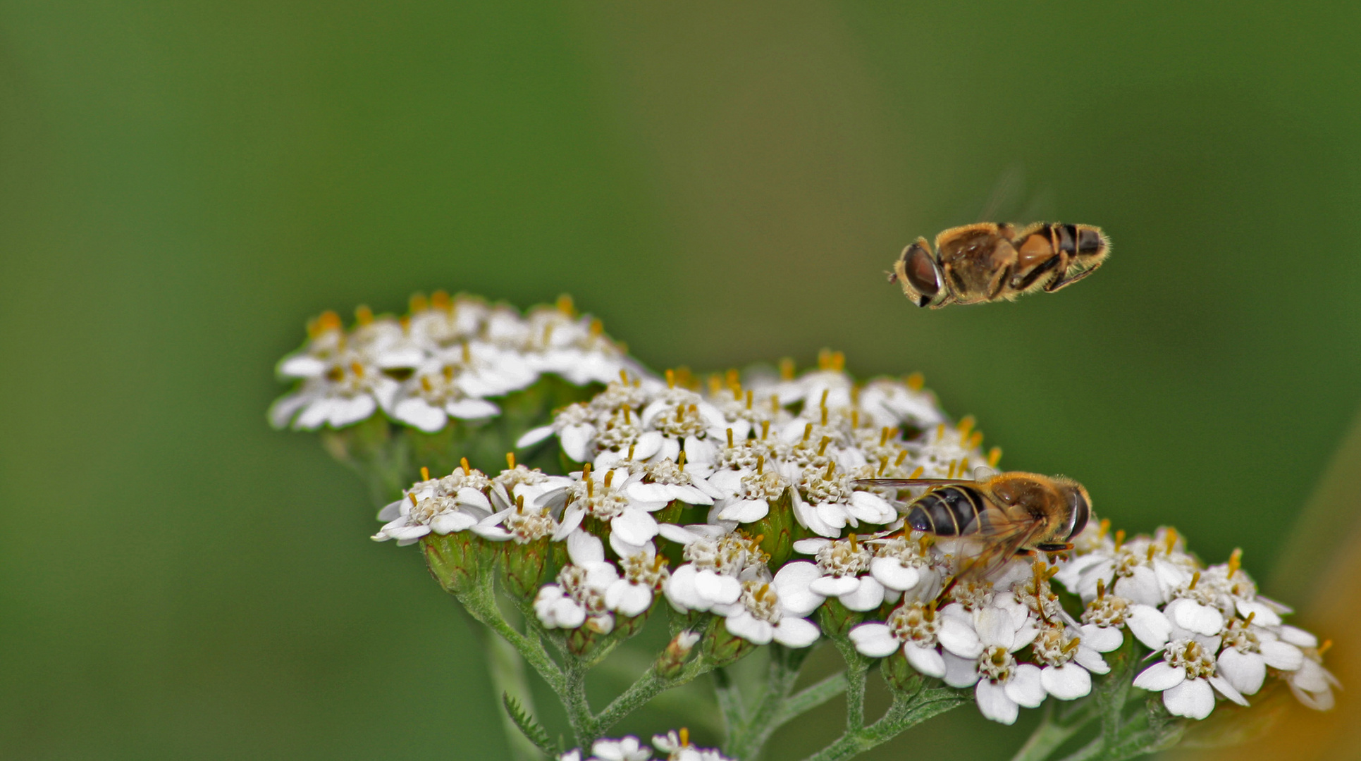 überflieger