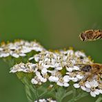 überflieger