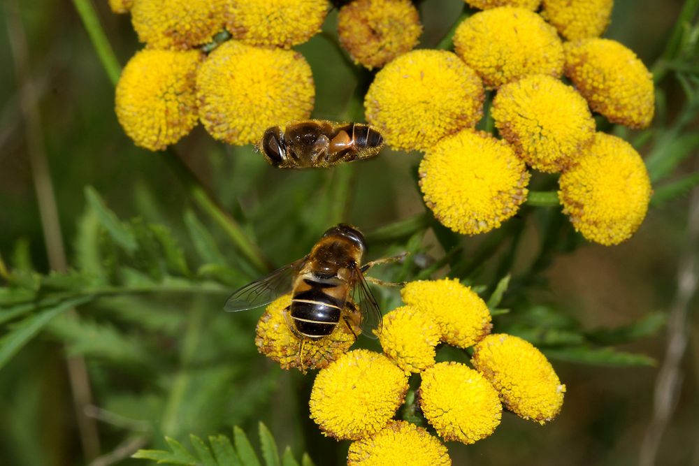 Überflieger