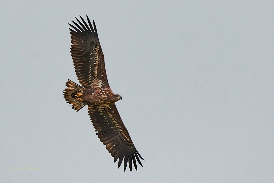 Überflieger