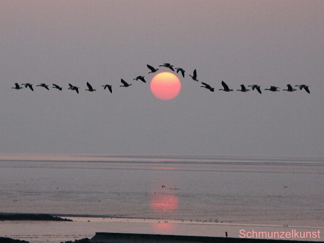 Überflieger