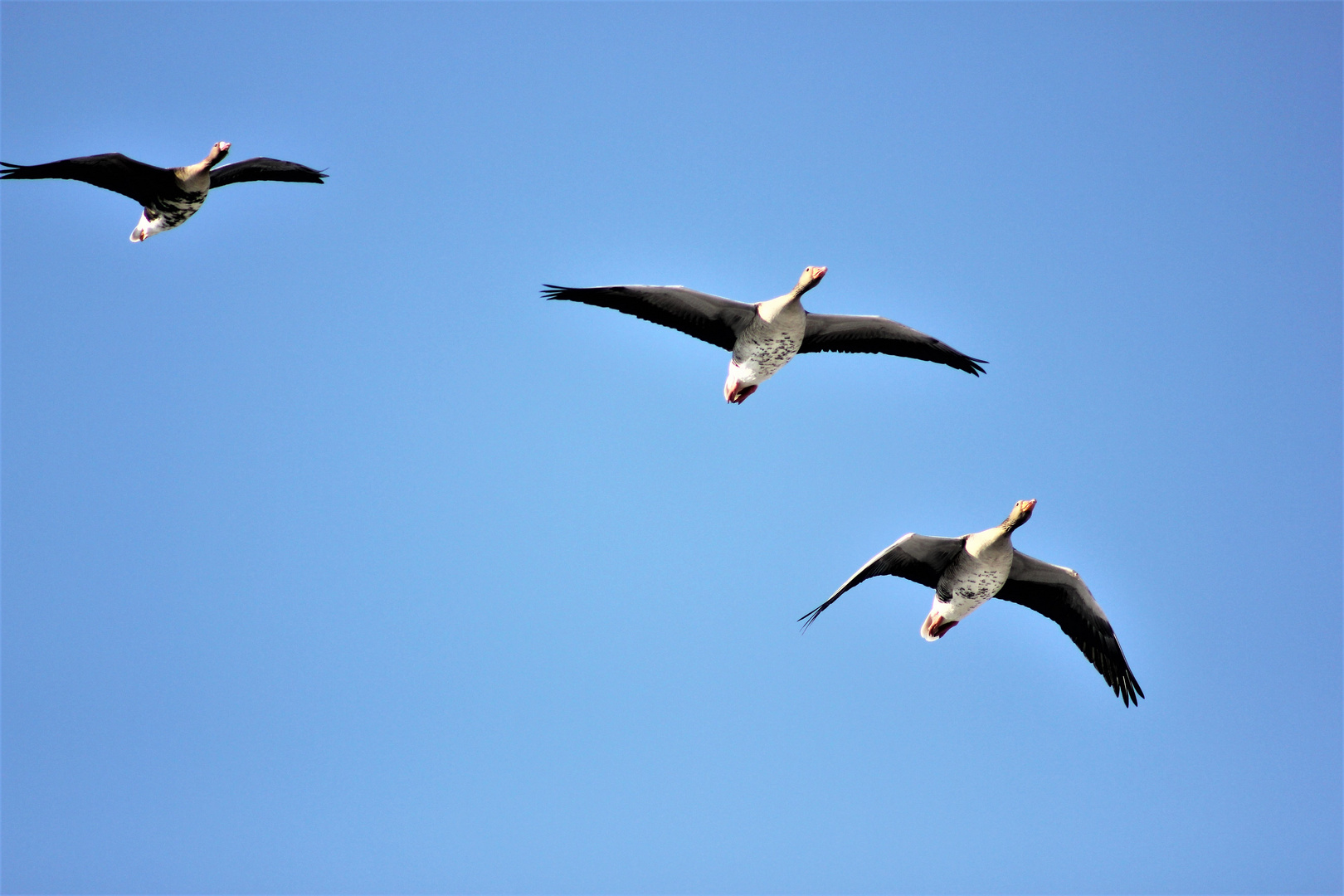 Überflieger