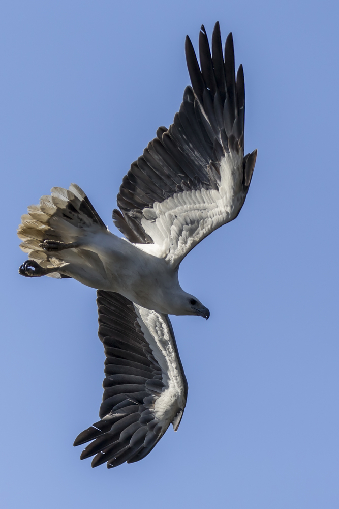 Überflieger