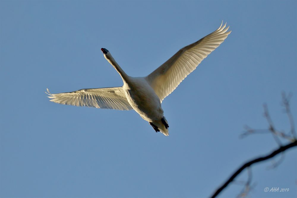 Überflieger