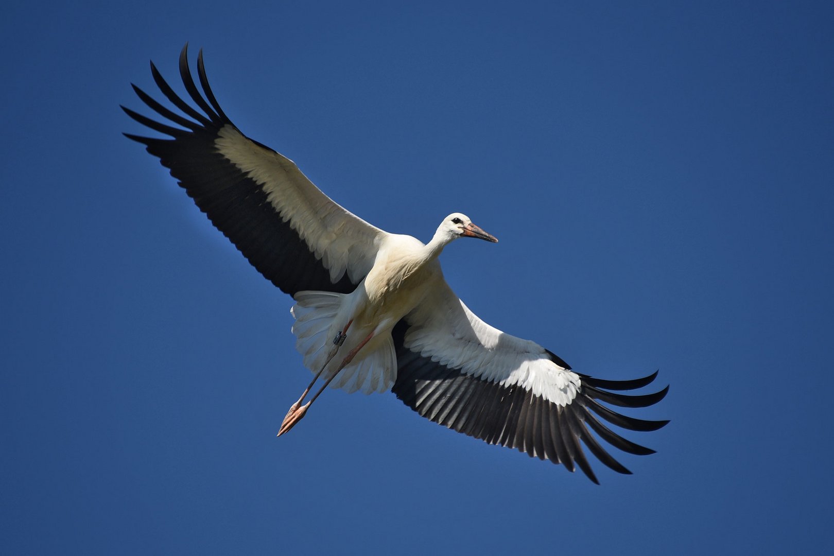 Überflieger