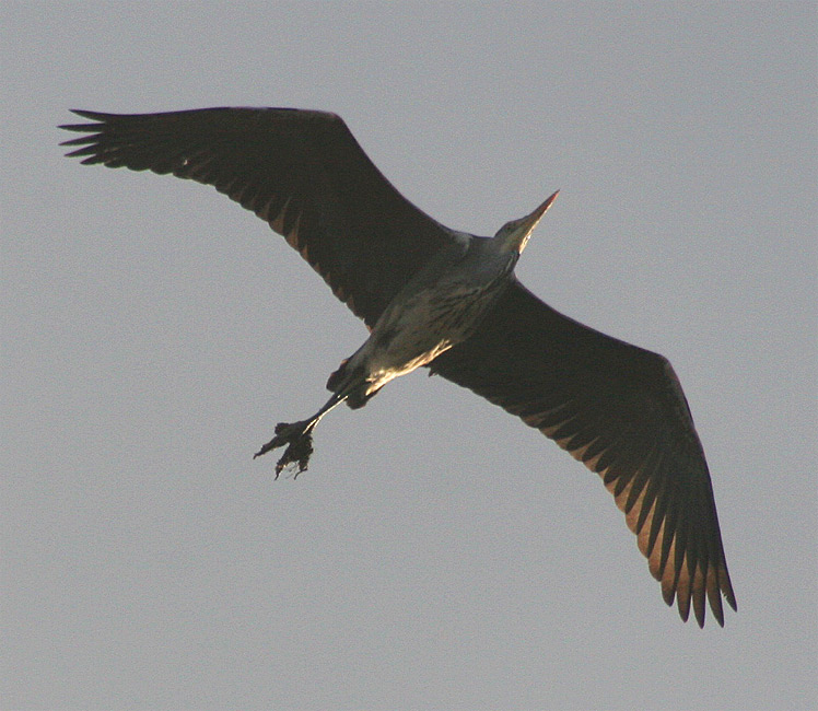 Überflieger