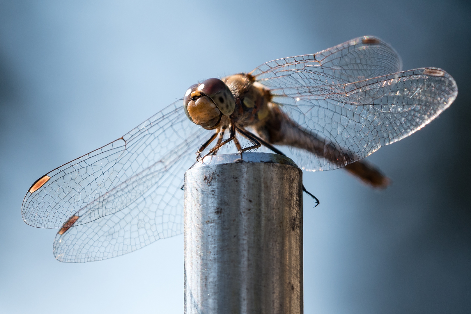 Überflieger