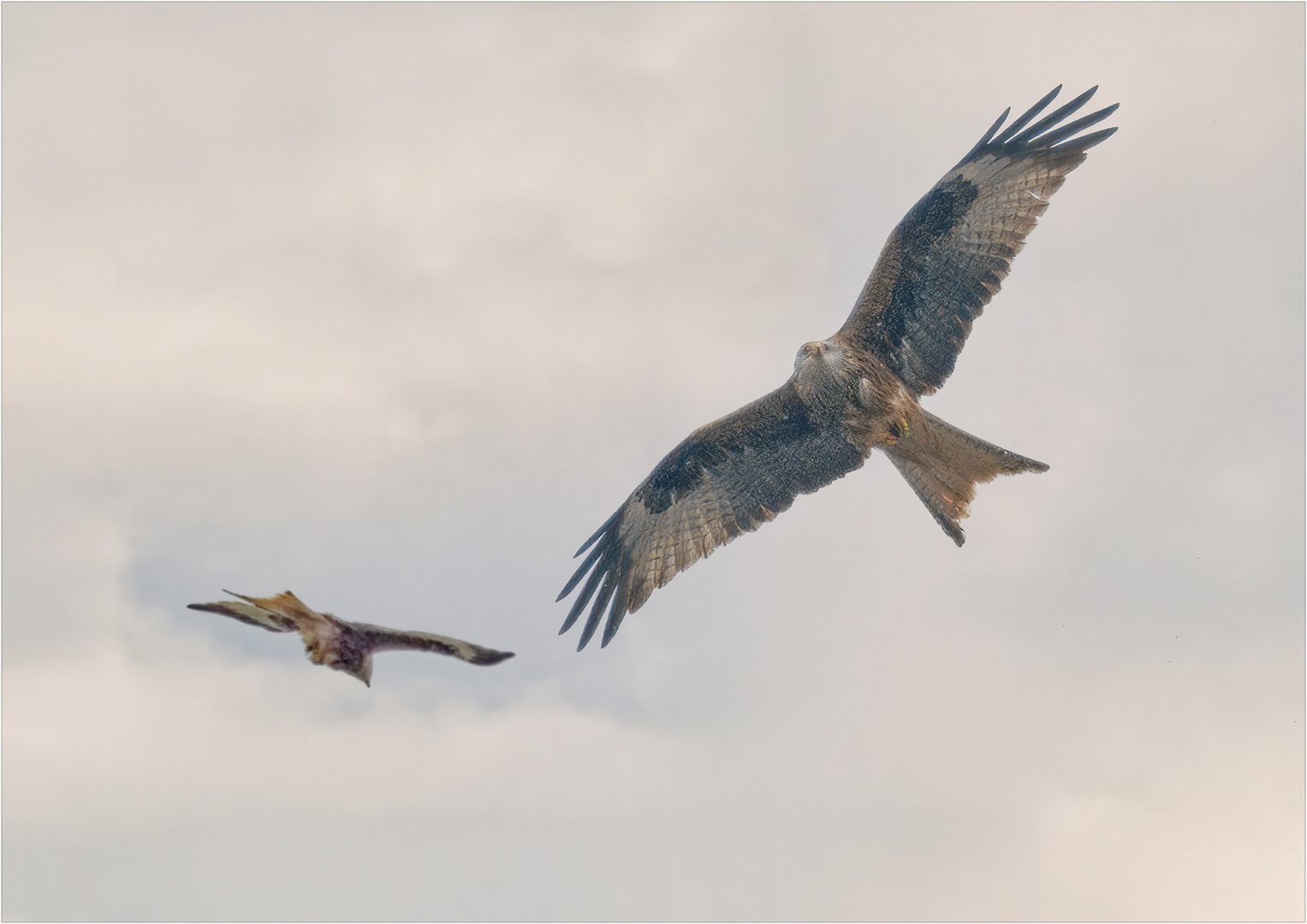 Überflieger …