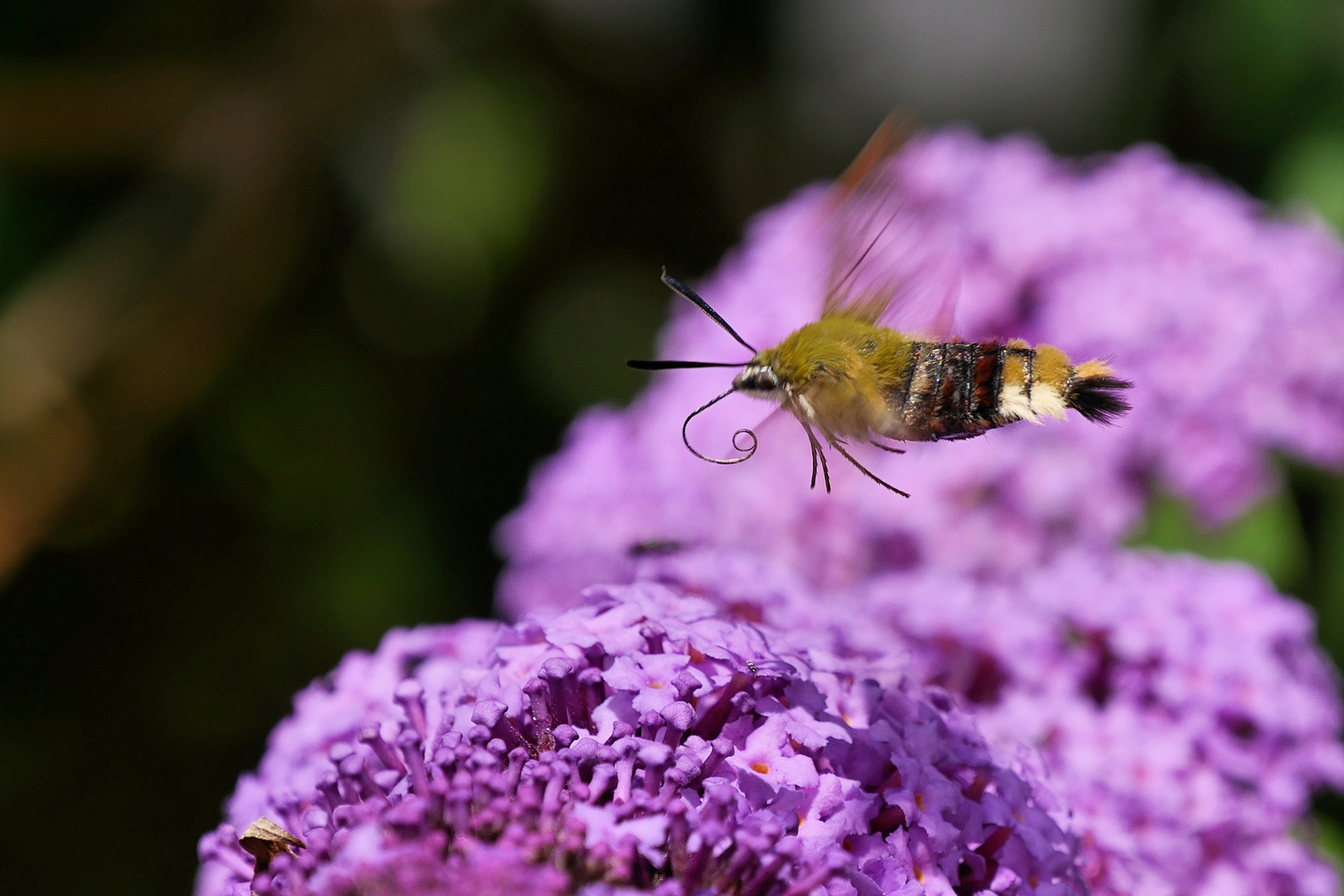 Überflieger